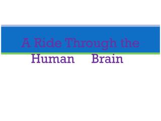 Thinking Things! A Wild Ride Through the Human Brain